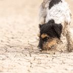 Ihr Vierbeiner musste fast sterben: Hundebesitzerin warnt vor Sandkolik