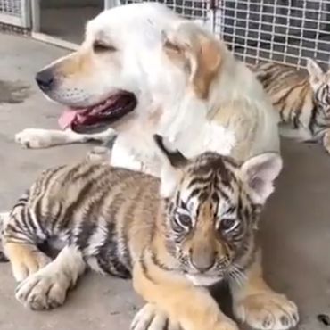 Ungewöhnliches Gespann: Von der leiblichen Mutter verstoßen: Drei Tigerbabys finden eine neue Mama