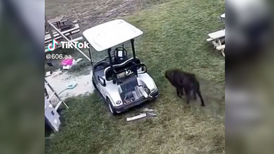 Vierbeiniger Übeltäter: Hund rauscht mit Golf-Cart in geparktes Auto - Überwachungskamera zeichnet alles auf