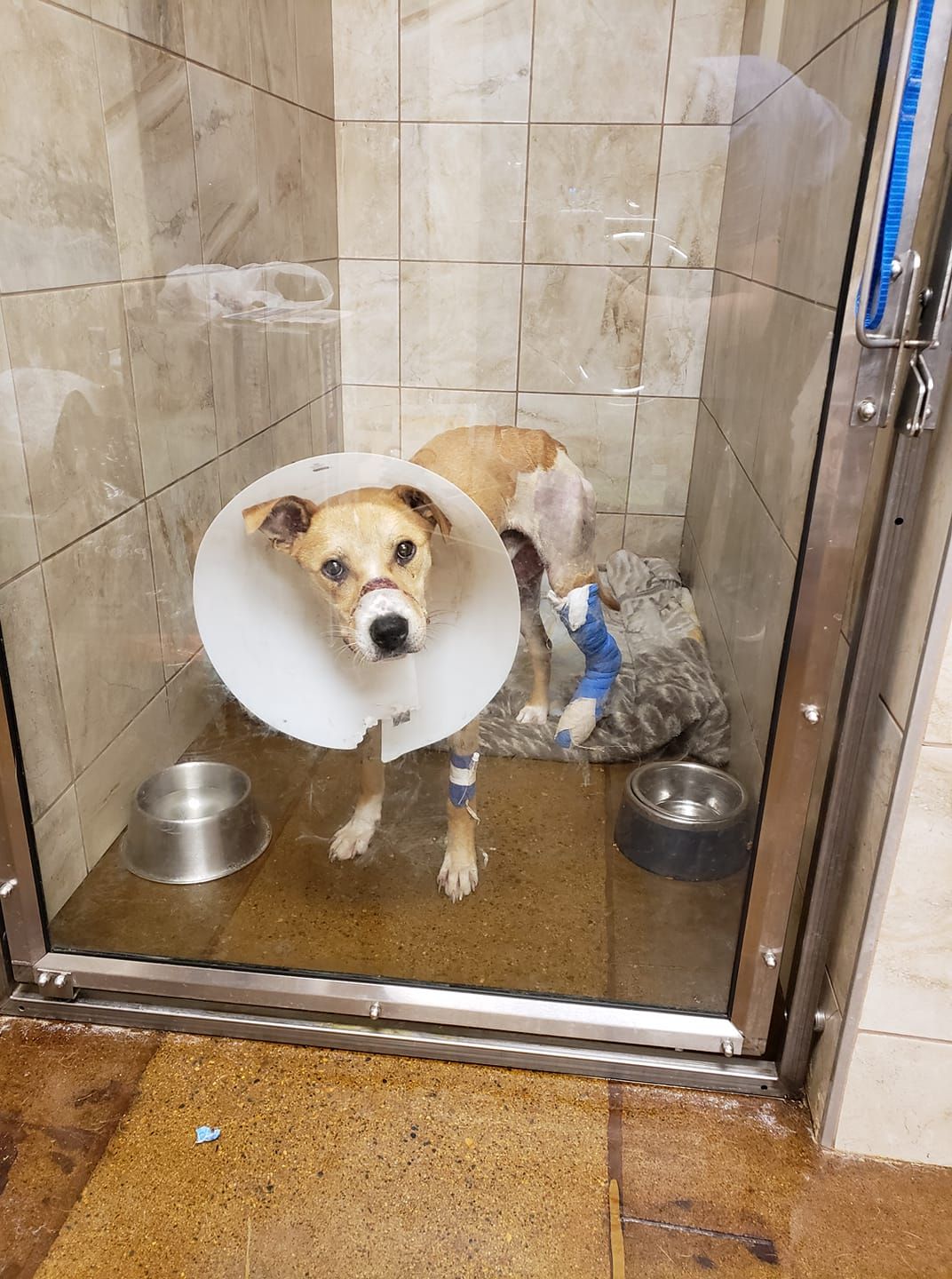 Kabelbinder um Schnauze: Tierschützer retten Hund vor dem Tod2.jpg
