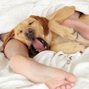 Paar wacht mitten in der Nacht auf und findet fremden 40-Kilo-Hund eingekuschelt in ihrem Bett