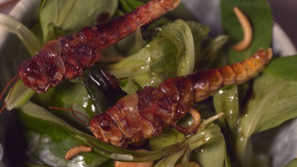 'Da graust es mich!' - 'Perfektes Dinner'-Gastgeberin setzt ihren Gästen Insekten und Würmer vor