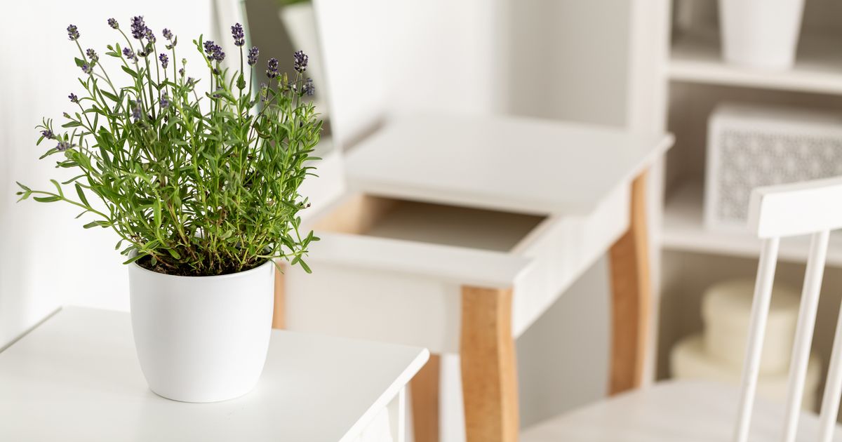 Spinnen natürlich vertreiben Diese Pflanze hält Spinnen aus der Wohnung fern BUNTE.de