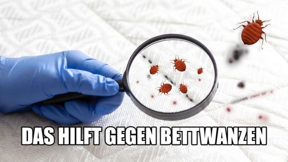 Cleverer Trick mit Seife So erkennst du Bettwanzen im Hotel BUNTE.de
