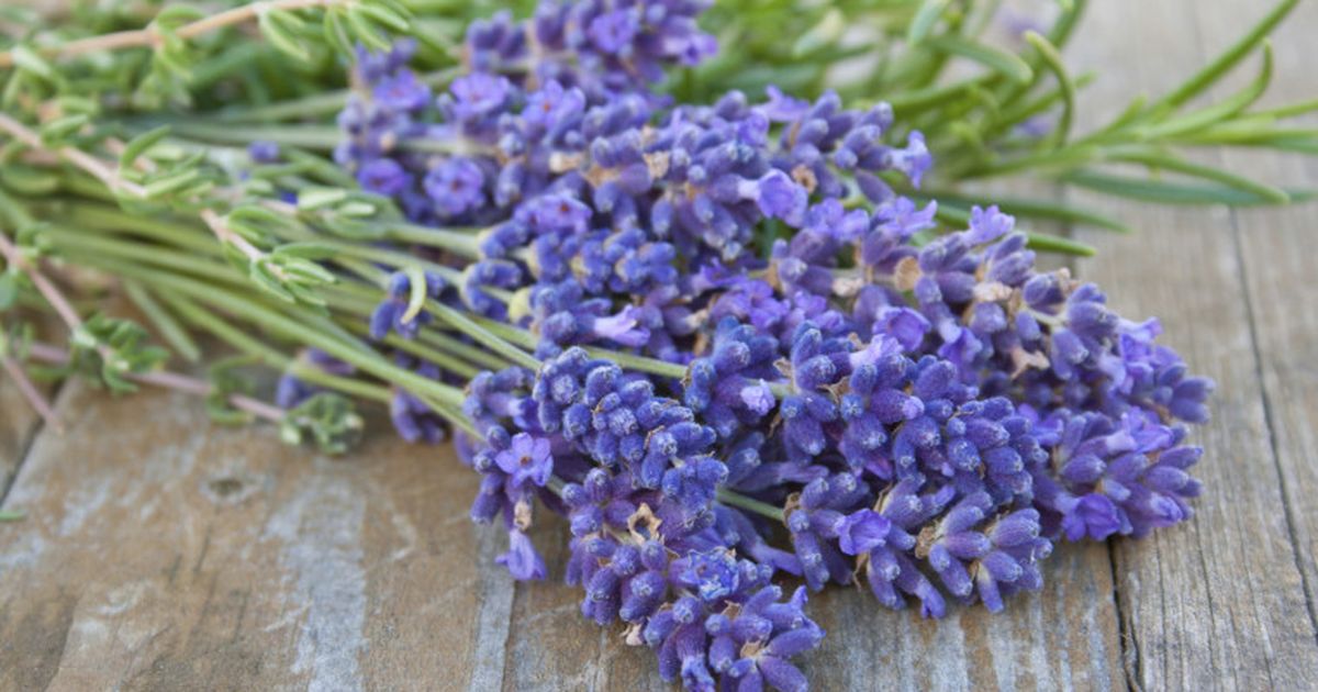 Gourmet Lavendel Vielseitiges und blumiges Gewürz BUNTE.de