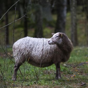 Dank 55.000 Unterschriften: „Einsamstes Schaf Großbritanniens“ endlich gerettet