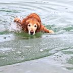 Hund ertrinkt beinahe im zugefrorenen Pool seiner Besitzer