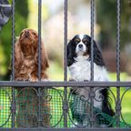 Hunde am Zaun