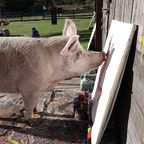 Talentierter Vierbeiner - Schwein "Pigcasso" erobert mit seinen Kunstwerken die Welt, jetzt bekommt er seine erste Ausstellung in Deutschland  