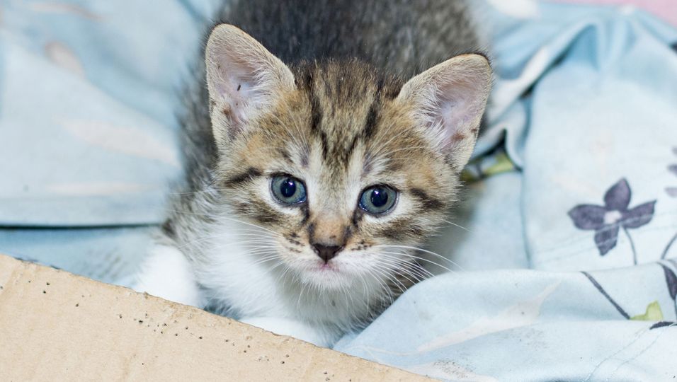 Alleine, verängstigt & unterkühlt: Katzen-Baby in Pappkarton ausgesetzt 