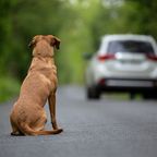 Hund schaut wegfahrendem Auto nach