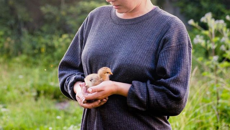  Frau gibt Babyvogel neues Zuhause, doch später sorgt ein unerwarteter Bewohner im Vogelhaus für Schrecken.mp4