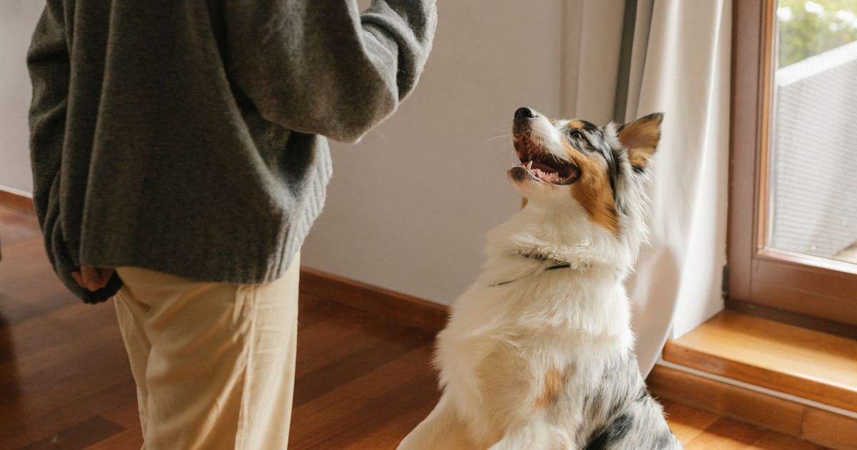 Hunde: Drei Befehle, auf die Hunde garantiert nicht hören