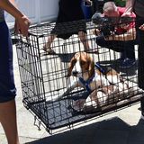 Labor Beagles werden gerettet