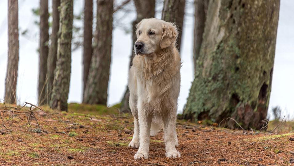 Drohne findet vermissten Hund nach 10 Tagen wieder