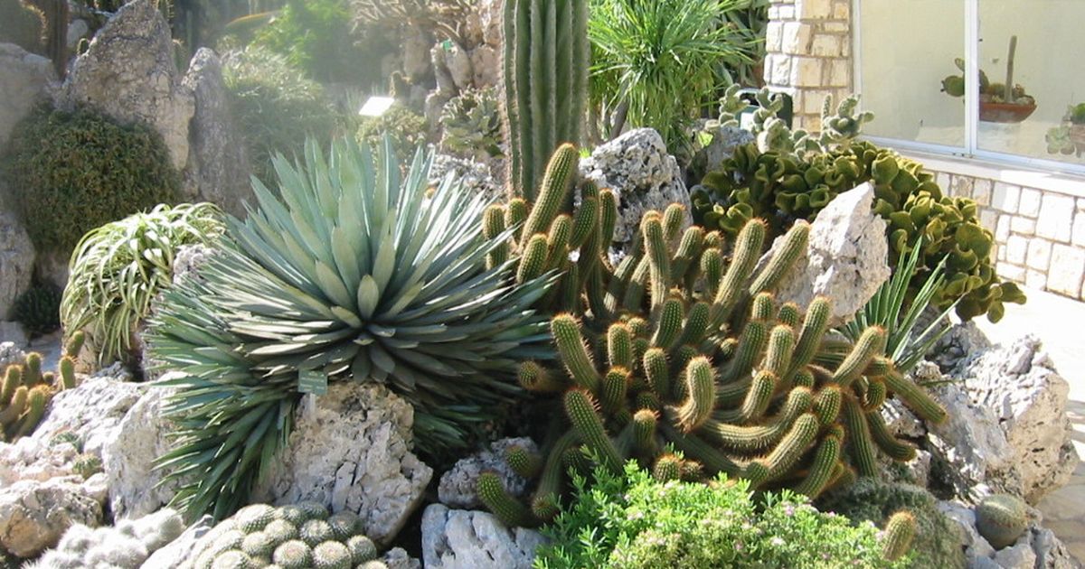 Blühende Pracht in Monaco Entdecken Sie den Exotischen Garten BUNTE.de