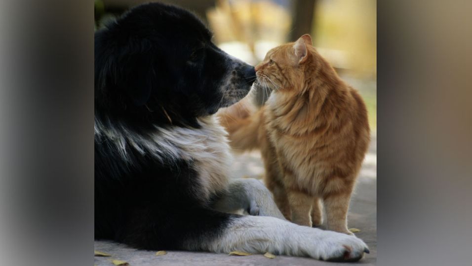 Kätzchen und Hund lernen sich im Tierheim kennen - jetzt sind sie unzertrennlich