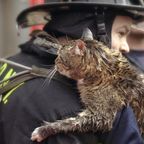 Katze kann von der Feuerwehr geborgen werden – weil ein Hund ihre Schreie hörte