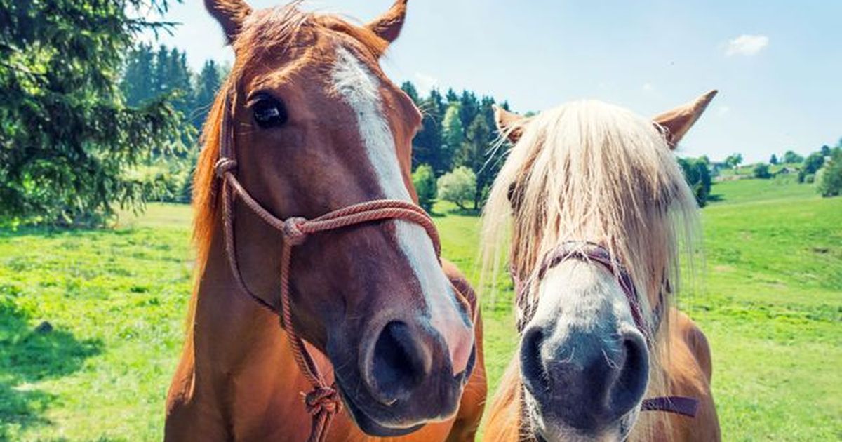 "Stardust" entkommt Schlachthof und genießt Leben mit "TikToks größtem Pferd"