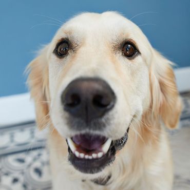 Hund erhält Amazon-Paket mit liebevoller Überraschung – und kann sich nicht mehr halten vor Freude