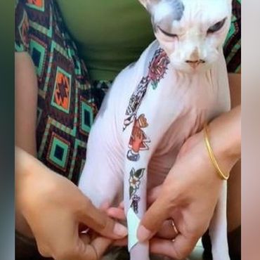 Ist das giftig? - Frau beklebt Nacktkatze mit Klebetattoos – und löst Diskussionen im Netz aus