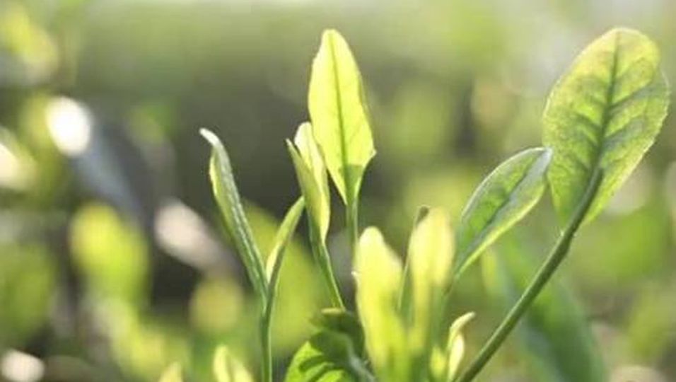 Grüner Tee: Ein Wunder für die Gesundheit? Fünf interessante Fakten