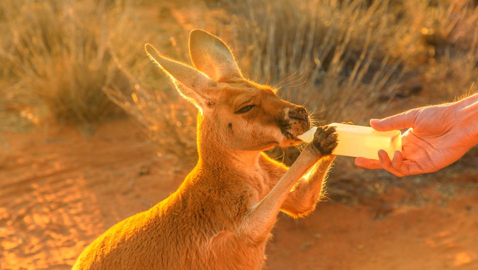Kängurubaby bekommt die Flasche