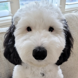 Snoopys Doppelgänger: Hund sieht berühmter Zeichentrickfigur verblüffend ähnlich