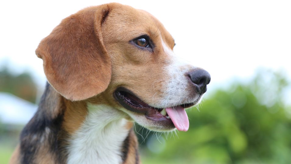 Forscher haben es geschafft und Beagles antrainiert, Lungenkrebs zu erschnüffeln!