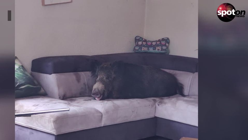 Saumäßiger Einbruch: Wildschwein macht es sich auf Sofa gemütlich