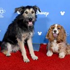 Er hätte sterben sollen: Straßenhund macht Karriere als Disney-Star 