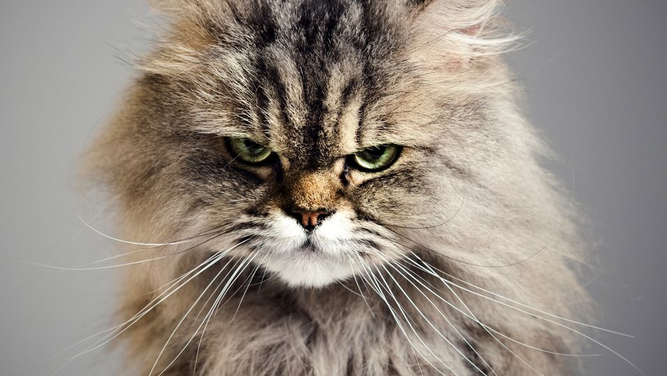 Kuriose Tierheim-Anzeige hat Erfolg: "Schlimmste Katze der Welt" vermittelt