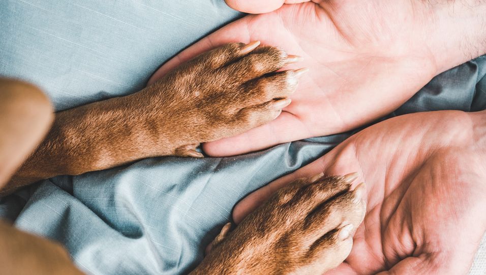 Mitfühlende Geste: Mann muss Hund einschläfern lassen - Tierarzt spendet Trost