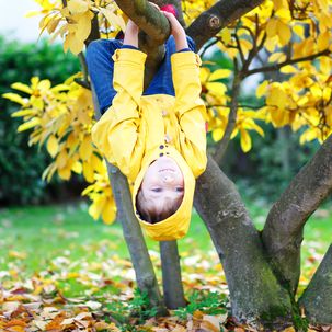 Junge klettert auf herbstlichem Baum