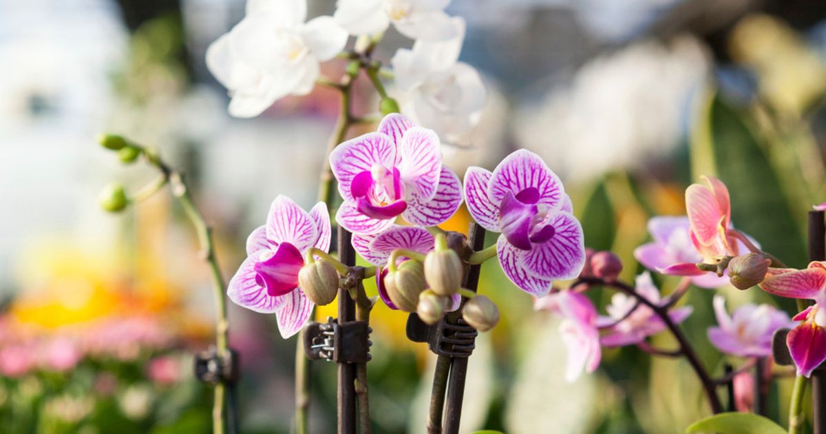 Orchideen kaufen So erkennen Sie Qualität BUNTE.de