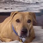 Tierische Freundschaft: Chris rettet Hund nach Feuergruben-Trauma – und bringt ihm wieder das Bellen bei