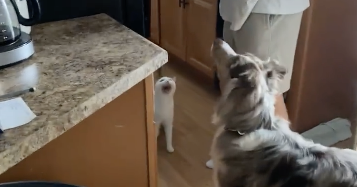 Dramaqueen: Kater miaut lauthals – und begeistert damit Millionen ...