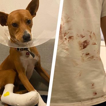 Wegen euren rücksichtslosen Isar-Partys hat mein Hund viel Blut verloren 