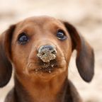 Tierschützern entdecken lebendig begrabenen Hund am Strand