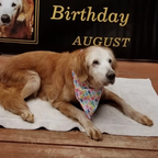 Golden Retriever feiert runden Geburtstag – als ältester Hund der Welt 