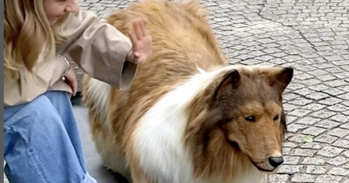 Mann wird Collie Japaner lebt seinen Kindheitstraum und verwandelt sich in Hund BUNTE.de