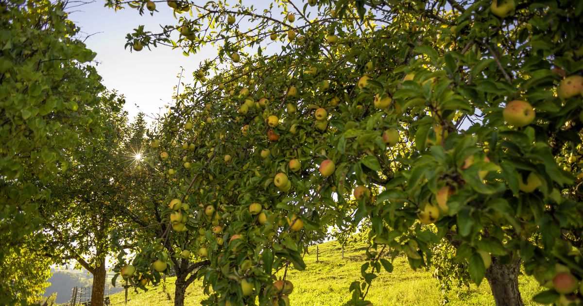 Frisch & blumig Ein Duft, wie ein Spaziergang durch blühende Obstbäume