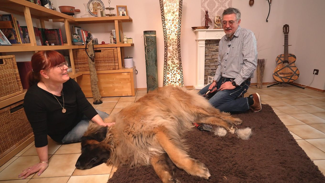 Leonberger Günther wiegt 92 Kilo - 'Hundeprofi' Martin Rütter ist nach Diät fassungslos