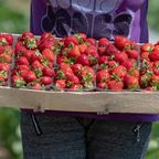 Ungewöhnliche Kombi: Balsamico-Essig bringt die Süße der Erdbeeren stärker hervor.