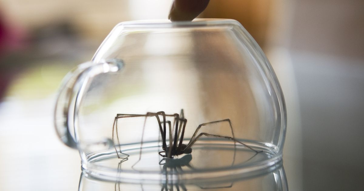 Spinnen vertreiben Lavendel hält Spinnen aus deiner Wohnung fern BUNTE.de
