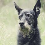Hunde-Seniorin soll grundlos eingeschläfert werden – doch es gibt ein Happy End