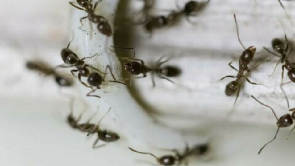 So werden Sie Ameisen ohne Chemiekeule los