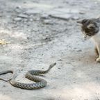 Passantin befreit Katze aus dem Würgegriff einer Python-Schlange