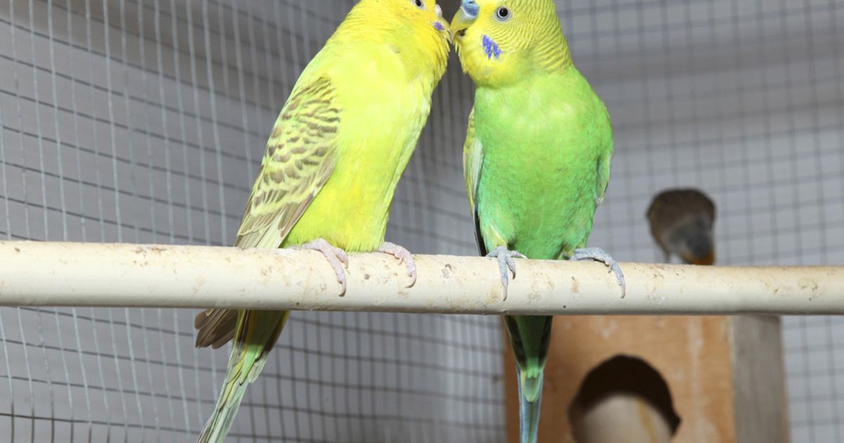 Wellensittiche Hier können Sie die Vögel kaufen BUNTE.de