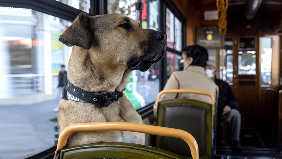 Istanbuls berühmtester Pendler: Straßenhund Boji ist täglich alleine mit Tram und U-Bahn unterwegs - und mittlerweile ein Star